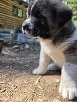 RJ, a female Akita for sale in Trego, MT – 5 of 8