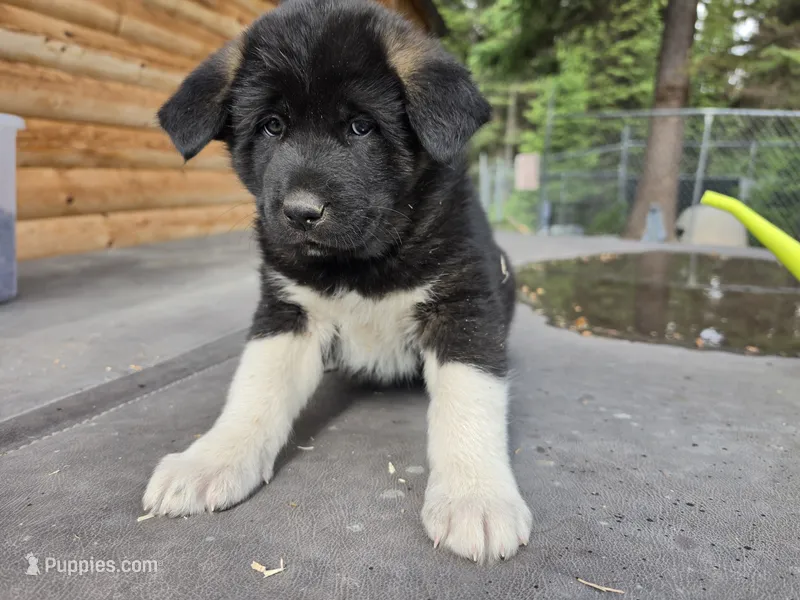 Maple – Akita puppy for sale in Trego, MT