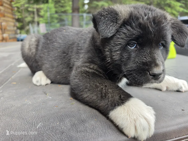 Juniper – Akita puppy for sale in Trego, MT
