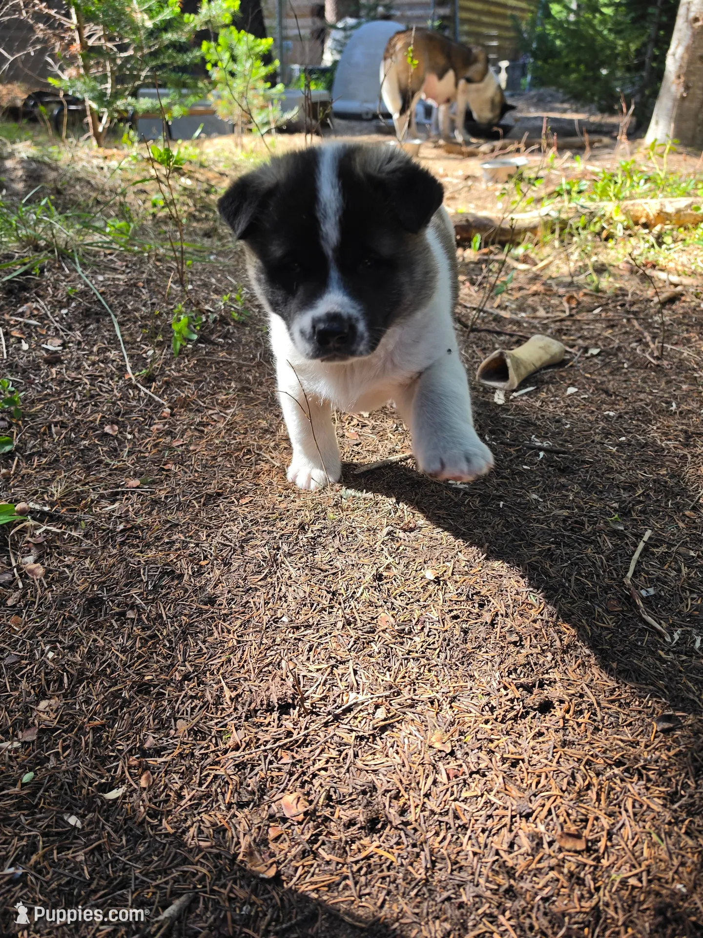 Tulip, a female Akita for sale in Trego, MT – 1 of 8