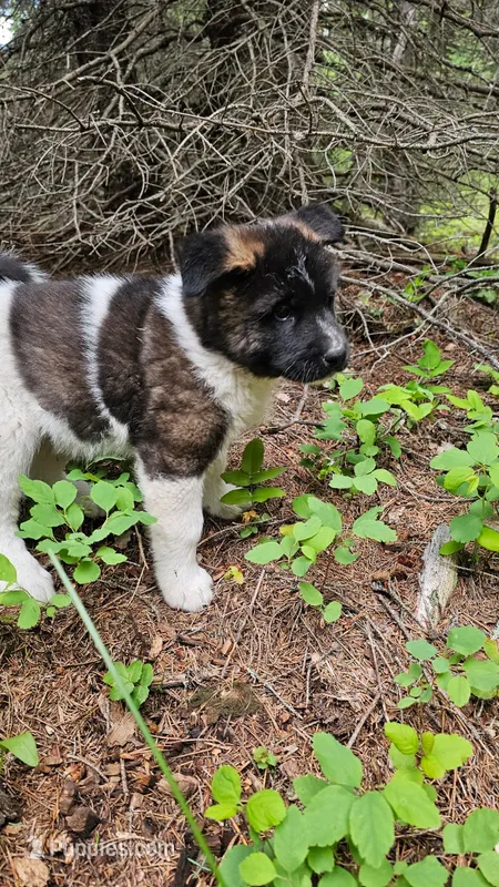 Cypress – Akita puppy for sale in Trego, MT