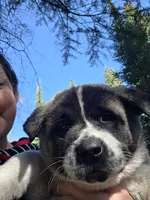 Frank, a female Akita for sale in Trego, MT – 3 of 7
