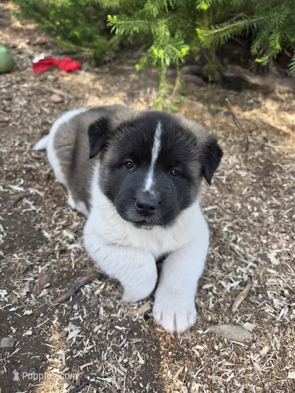 Ricky – Akita puppy for sale in Trego, MT