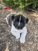 Ricky, a male Akita for sale in Trego, MT – 1 of 6