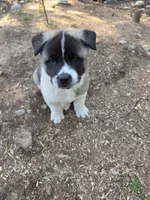 Frank, a female Akita for sale in Trego, MT – 4 of 7