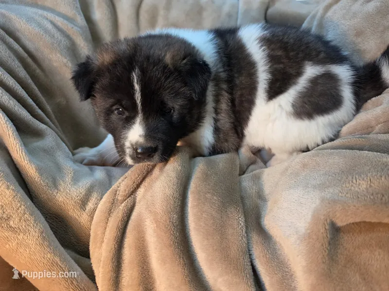 Violet – Akita puppy for sale in Trego, MT
