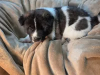 Violet, a female Akita for sale in Trego, MT – 2 of 8
