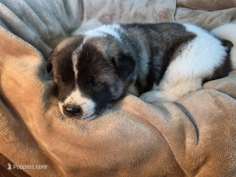 Frank – Akita puppy on hold in Trego, MT