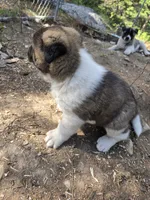 Ricky, a male Akita for sale in Trego, MT – 6 of 6