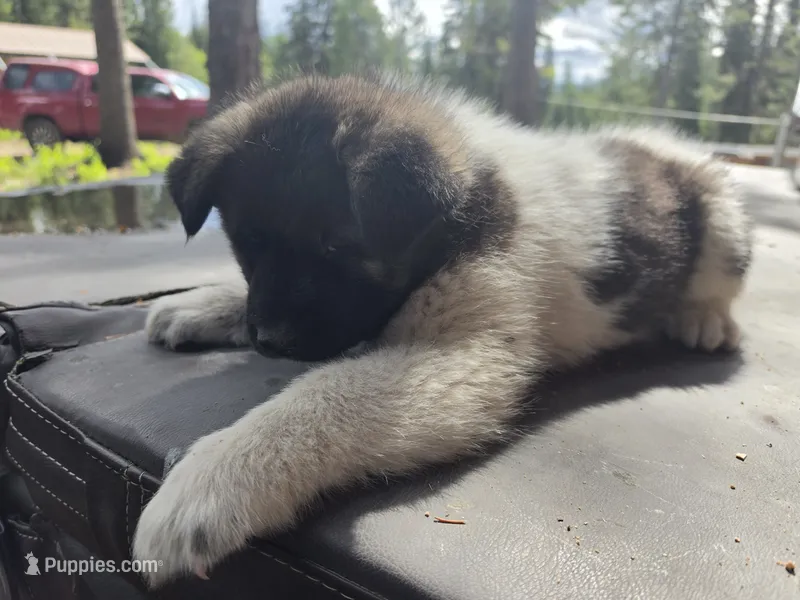 Oak – Akita puppy for sale in Trego, MT