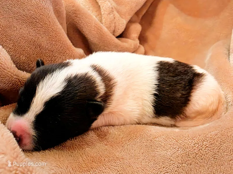 Tulip – Akita puppy for sale in Trego, MT