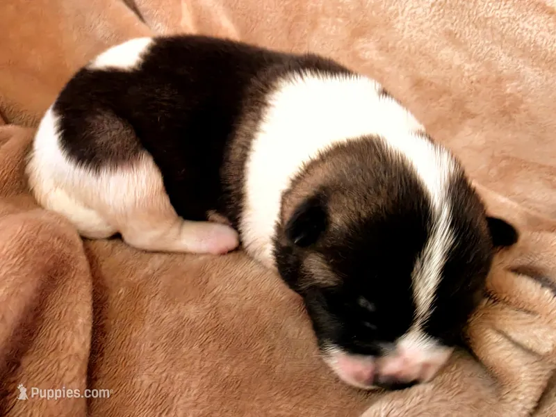 Frank – Akita puppy on hold in Trego, MT