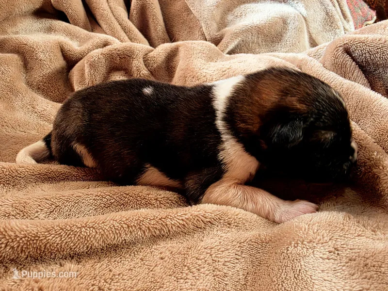 RJ – Akita puppy on hold in Trego, MT