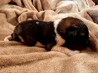 RJ, a female Akita for sale in Trego, MT – 3 of 8
