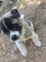 Frank, a female Akita for sale in Trego, MT – 1 of 7