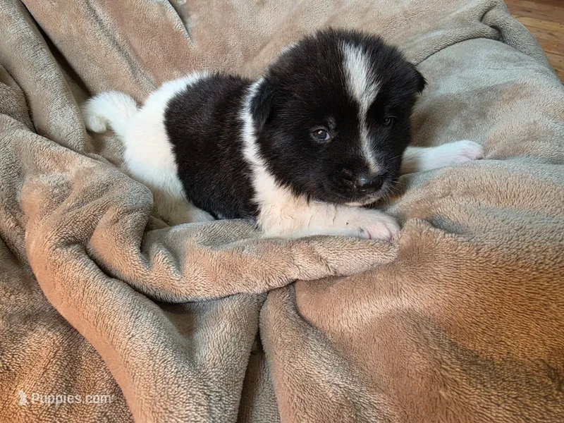 Willow – Akita puppy for sale in Trego, MT