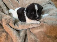 Willow, a female Akita for sale in Trego, MT – 1 of 1