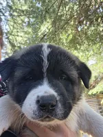 Snoopy, a female Akita for sale in Trego, MT – 4 of 7