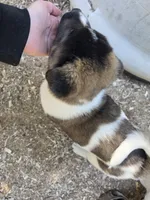 Violet, a female Akita for sale in Trego, MT – 7 of 8