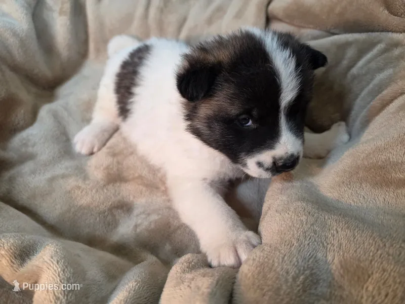 Tulip – Akita puppy for sale in Trego, MT