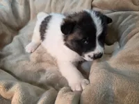 Tulip, a female Akita for sale in Trego, MT – 2 of 8