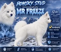 Wolfy , a male Siberian Husky and Pomsky for sale in Las Vegas, NV – 2 of 2