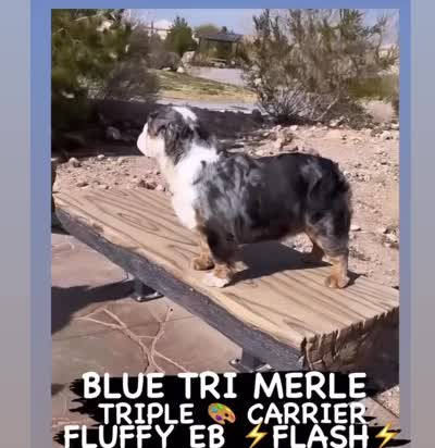 BLUE TRI MERLE FLUFFY FLASH, a male English Bulldog for sale in Las Vegas, NV – 2 of 2