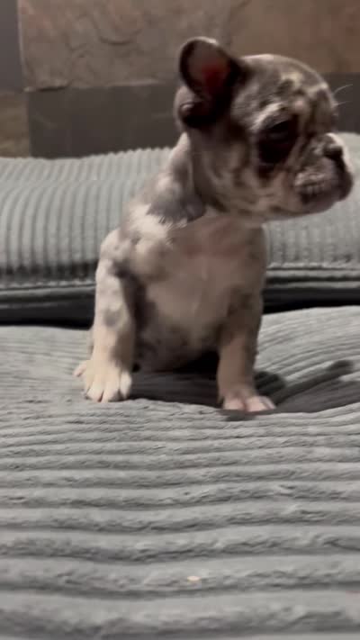 Freckles, a male French Bulldog for sale in Las Vegas, NV – 3 of 3