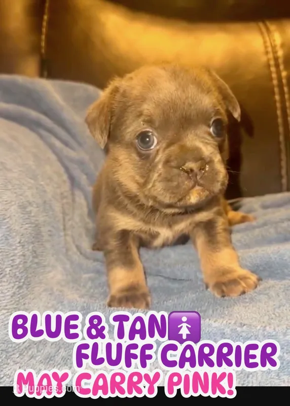 Blue bell  – French Bulldog puppy for sale in Las Vegas, NV