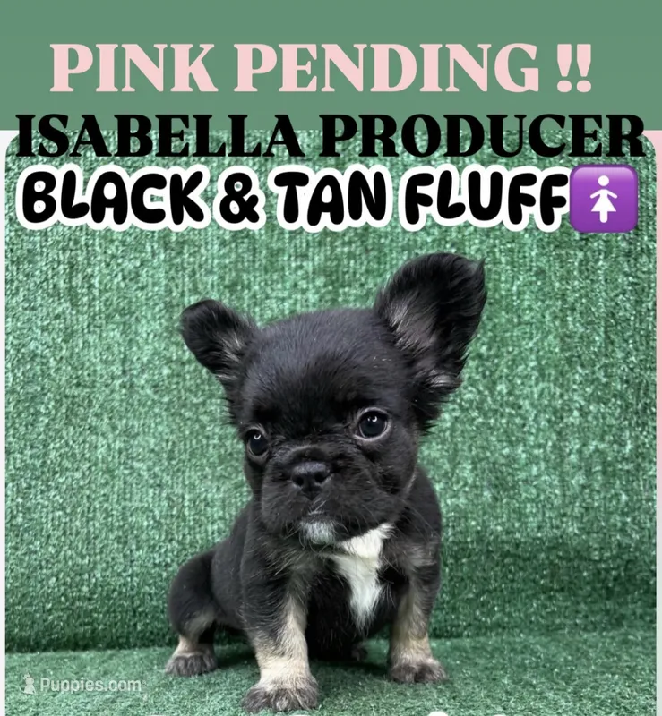 Coalie – French Bulldog puppy for sale in Las Vegas, NV
