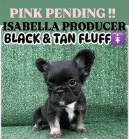 Coalie, a female French Bulldog for sale in Las Vegas, NV – 1 of 1
