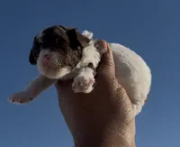 Sparky, a male Poodle - Miniature  for sale in Las Vegas, NV – 1 of 3