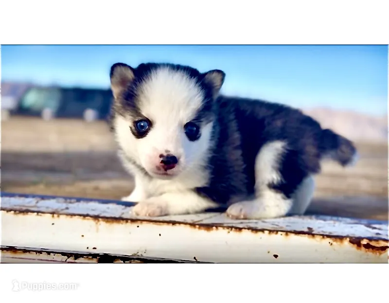 Wildy  – Pomeranian, Pomsky puppy for sale in Las Vegas, NV