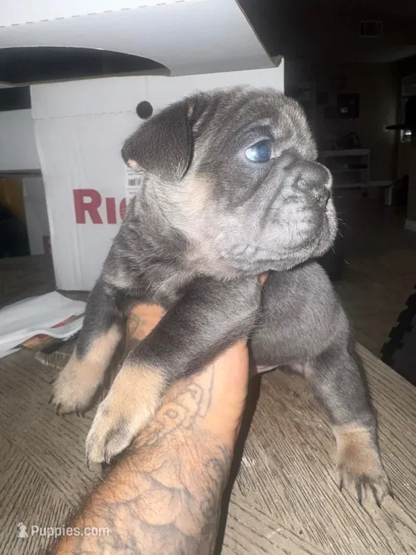 Blue nose  – French Bulldog puppy for sale in Las Vegas, NV
