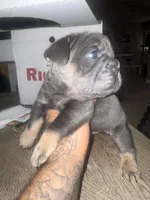 Blue nose , a male French Bulldog for sale in Las Vegas, NV – 1 of 2