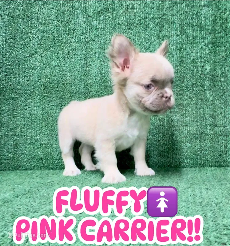 Sandy  – French Bulldog puppy for sale in Las Vegas, NV