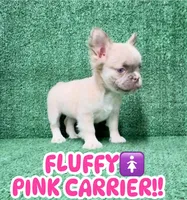 Sandy , a female French Bulldog for sale in Las Vegas, NV – 1 of 1