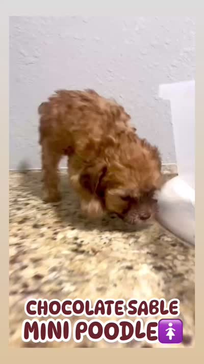 Coffee, a female Poodle - Miniature  for sale in Las Vegas, NV – 8 of 8