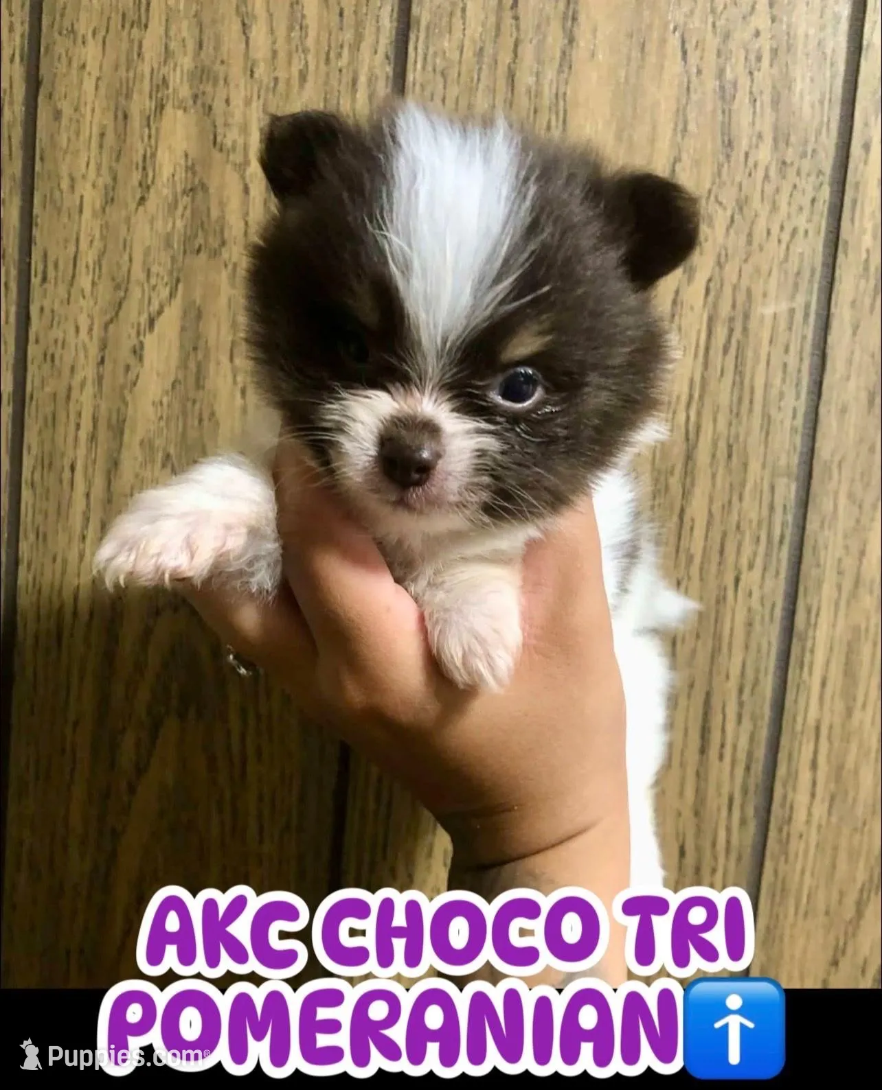 Pie Pom  – Pomeranian puppy for sale in Las Vegas, NV