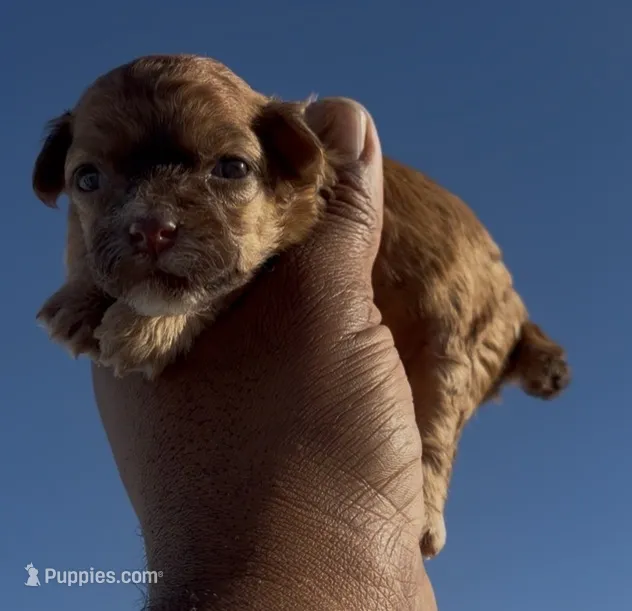 Coffee – Poodle - Miniature  puppy for sale in Las Vegas, NV