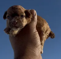 Coffee, a female Poodle - Miniature  for sale in Las Vegas, NV – 1 of 2