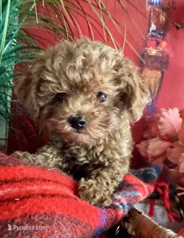 Rose  – Maltipoo puppy for sale in Las Vegas, NV