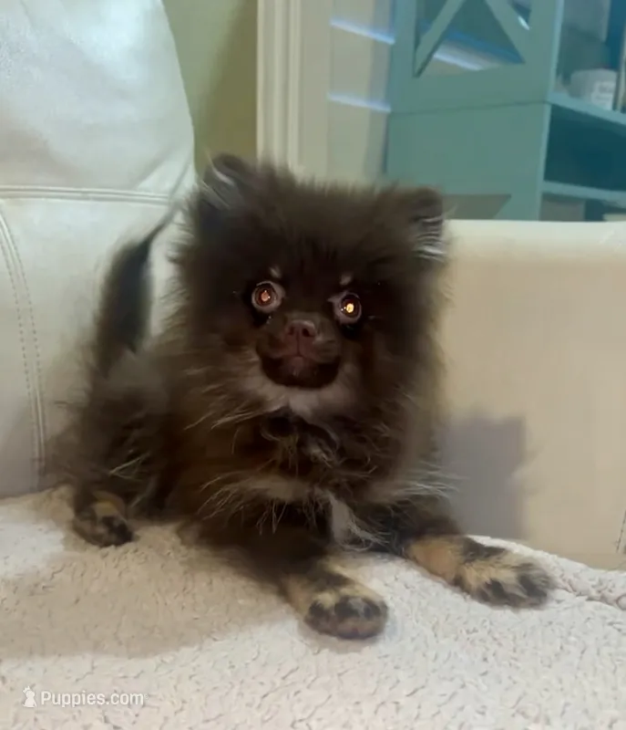 Tiny Choco  – Pomeranian puppy for sale in Las Vegas, NV