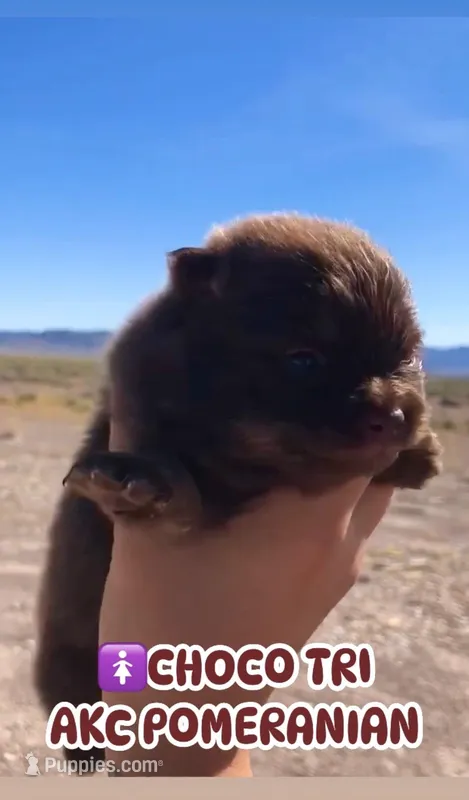 Hersey  – Pomeranian puppy for sale in Las Vegas, NV