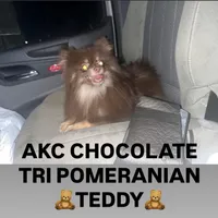 Hersey , a female Pomeranian for sale in Las Vegas, NV – Photo 3 of 3