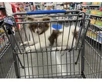 Hersey , a female Pomeranian for sale in Las Vegas, NV – Photo 2 of 3