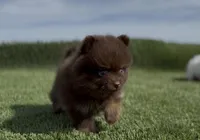 Hersey , a female Pomeranian for sale in Las Vegas, NV – Photo 8 of 8