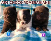 Hersey , a female Pomeranian for sale in Las Vegas, NV – Photo 5 of 8