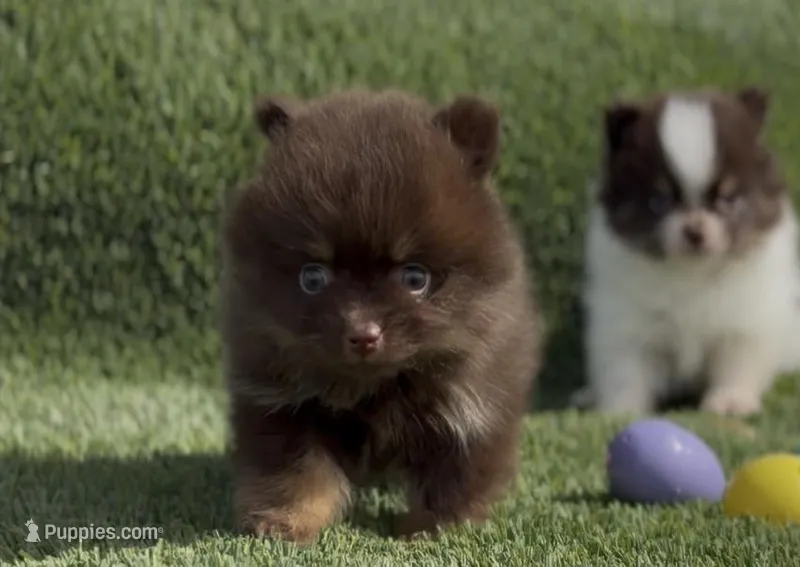 Hersey  – Pomeranian puppy for sale in Las Vegas, NV