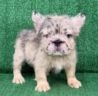 Metro, a male French Bulldog for sale in Las Vegas, NV – 1 of 2